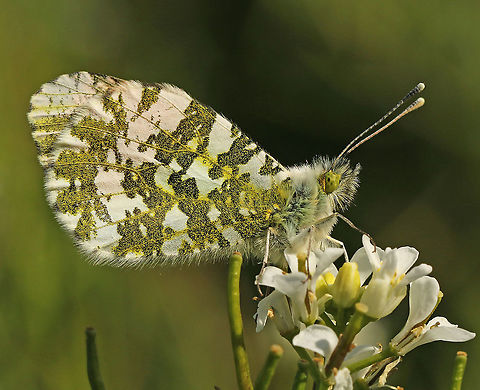 Orange-tip male. spotted today in a little parc, close to my house in Wijk bij Duurstede Anthocharis cardamines,Geotagged,Netherlands,Orange tip,Spring
