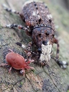 fungus weevil Found this beauty in a mixt forest near Doorn the Netherlands. with a velvet mite (friends for life) Geotagged,Netherlands,Platystomos albinus