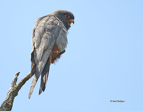 Red- footed Falcon. Spotted this falcon near the Hortobagyi Nemzeti park in Hongary. Falco vespertinus,Geotagged,Hungary,Red-footed falcon,Spring