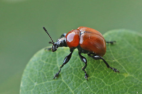 oak leafroller Spotted this beauty last year on an oak near Boxtel the Netherlands Attelabus nitens,Geotagged,Netherlands,Oak roller weevil,Spring