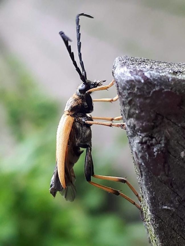 Longhorn beetle He probably would heave said, I finally reached the top, took this photo at Ginkelduin in Leersum the Netherlands. Geotagged,Netherlands,Red-brown Longhorn Beetle,Spring,Stictoleptura rubra