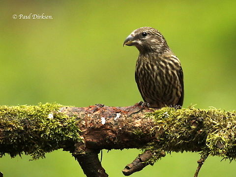 Crossbill juvenile. Spotted this juvenile in our National Parc the Hoge Veluwe. Geotagged,Loxia curvirostra,Netherlands,Red Crossbill,Spring