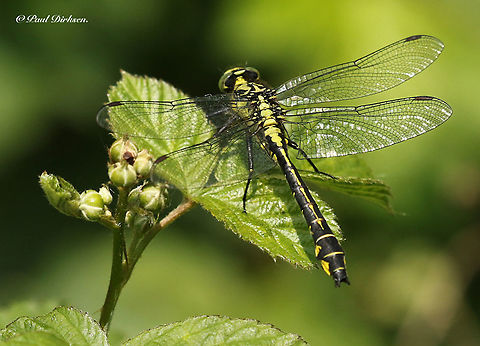 Common clubtail Now is the time to spot the common clubtail, found this one in the Kampina close to Boxtel the Netherlands 9-5-2020 Geotagged,Gomphus vulgatissimus,Netherlands,Spring