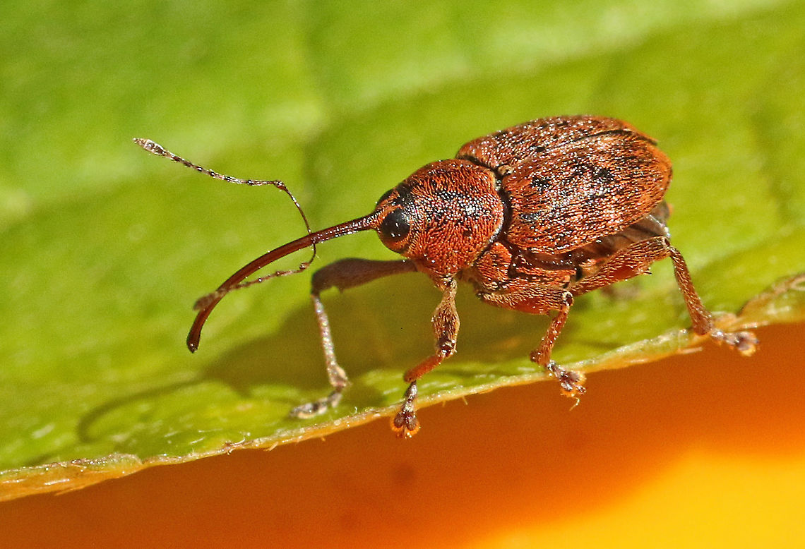 Acorn weevil. Found this little one in a small parc close to my house in Wijk bij Duurstede.<br />
total length about 6 mm. Acorn weevil,Curculio glandium,Curculio nucum,Nut weevil