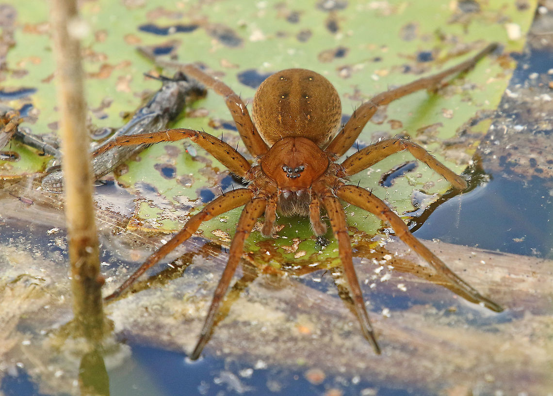 Raft spider. spotted this giant in the Weerribben in Overijssen the Netherlands.<br />
somebody called her Jesus spider, she walks on water. Dolomedes fimbriatus,Raft spider