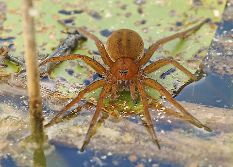 Raft spider. spotted this giant in the Weerribben in Overijssen the Netherlands.
somebody called her Jesus spider, she walks on water. Dolomedes fimbriatus,Raft spider