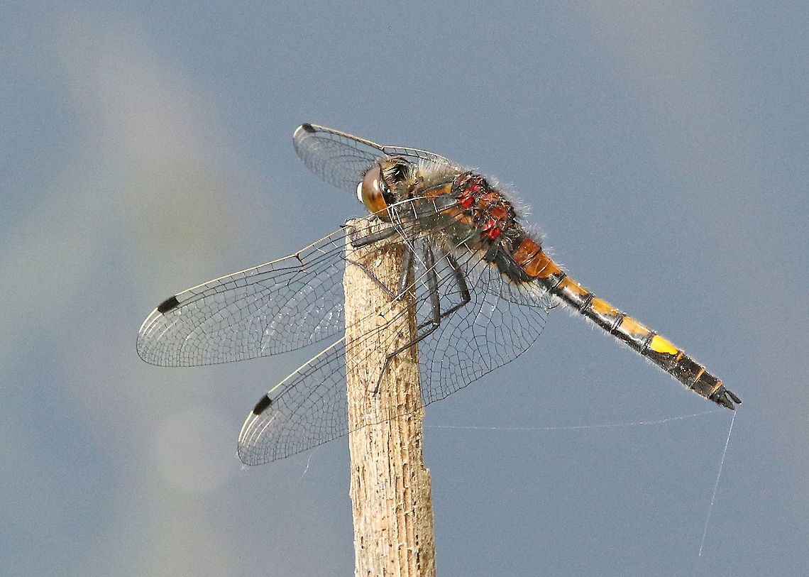 Large white-faced darter (male) Found this gorgeous dragonfly today in Leersum the Netherlands 10-5-2020 Geotagged,Large white-faced darter,Leucorrhinia pectoralis,Netherlands,Spring
