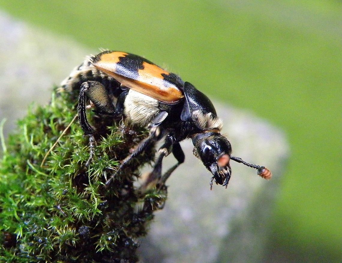 Nicrophorus found this one on a dead mouse , he stayed long enough for me to take a photo. Fall,Geotagged,Netherlands,Nicrophorus,Nicrophorus vespillo