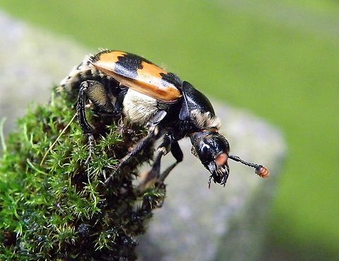 Nicrophorus found this one on a dead mouse , he stayed long enough for me to take a photo. Fall,Geotagged,Netherlands,Nicrophorus,Nicrophorus vespillo