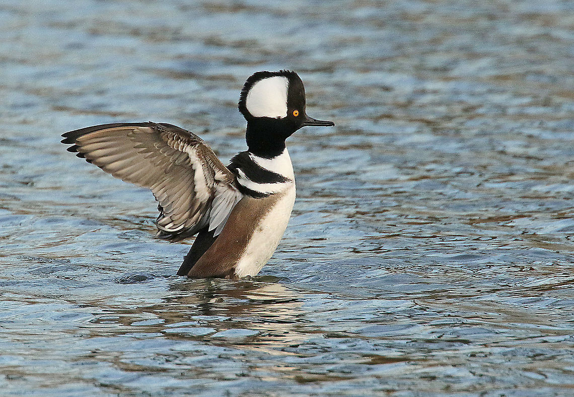 Hooded Merganser. Came across this merganser somewhere in the Overijssel province, the Netherlands<br />
obviously this one don't belong into the Dutch fauna, escape ? he was not wearing a ring. Hooded Merganser,Lophodytes cucullatus