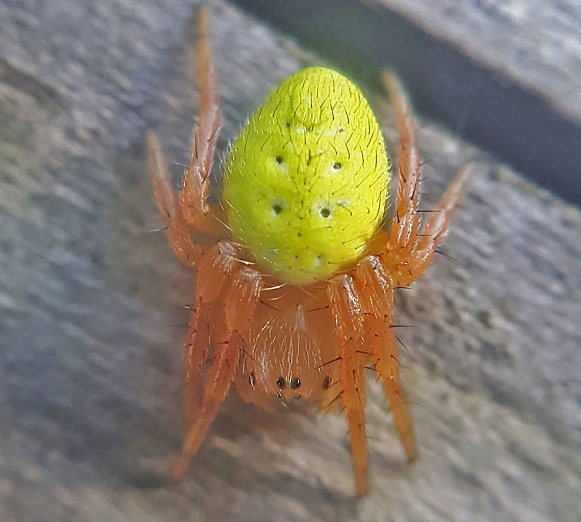 Cucumber green spider Found this colorful spider on a tree near Boxtel the Netherlands. Araniella cucurbitina,Cucumber green spider,Geotagged,Netherlands
