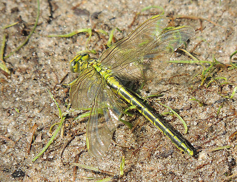 Western Clubtail Found this dragonfly, obviously a fresh one, near Buren the Netherlands Geotagged,Gomphus pulchellus,Netherlands,Spring,Western clubtail