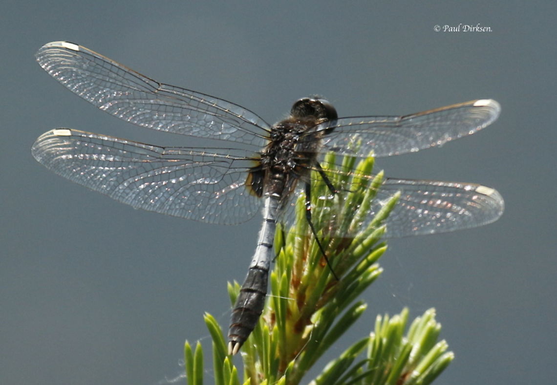 Lilypad White-faced Darter Two years ago we found only 2 of these rare dragonflies in Leersum the Netherlands, last year, zero. I guess you can call it rare. Geotagged,Leucorrhinia caudalis,Lilypad whiteface,Netherlands,Spring