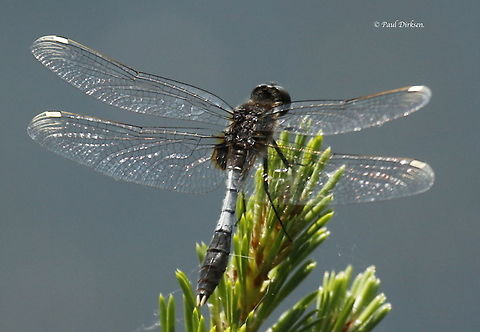 Lilypad White-faced Darter Two years ago we found only 2 of these rare dragonflies in Leersum the Netherlands, last year, zero. I guess you can call it rare. Geotagged,Leucorrhinia caudalis,Lilypad whiteface,Netherlands,Spring