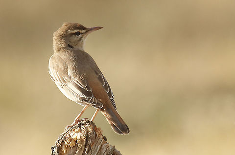 Rufous- tailed scrub robin. Found this beauty at the salt-pans near Skala Kalloni Lesvos Greece Cercotrichas galactotes,Geotagged,Greece,Rufous-tailed scrub robin,Spring
