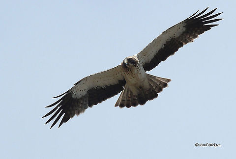 Booted eagle Spotted this eagle near Monfrag&uuml;e Extremadura Spain. Booted eagle,Geotagged,Hieraaetus pennatus,Spain,Spring