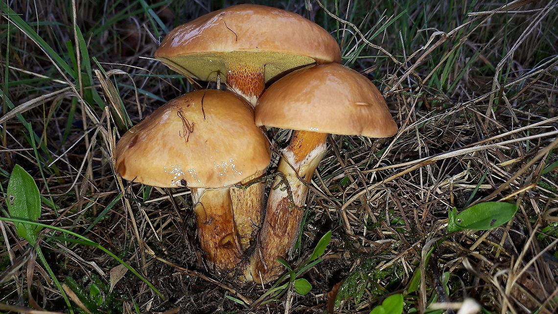 Greville's Bolete,  click to enlarge Spotted these boletes in a forest in Leersum the Netherlands Fall,Geotagged,Netherlands,Suillus grevillei