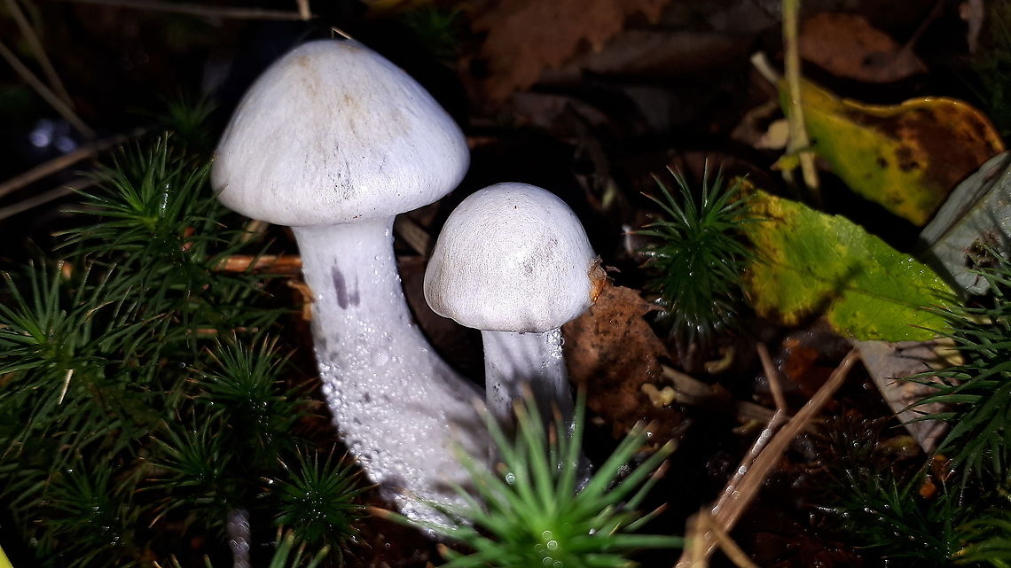 Cortinaire blanc-violet Found these gorgeous mushrooms in Wijk bij Duurstede , my hometown. Cortinarius alboviolaceus,Fall,Geotagged,Netherlands