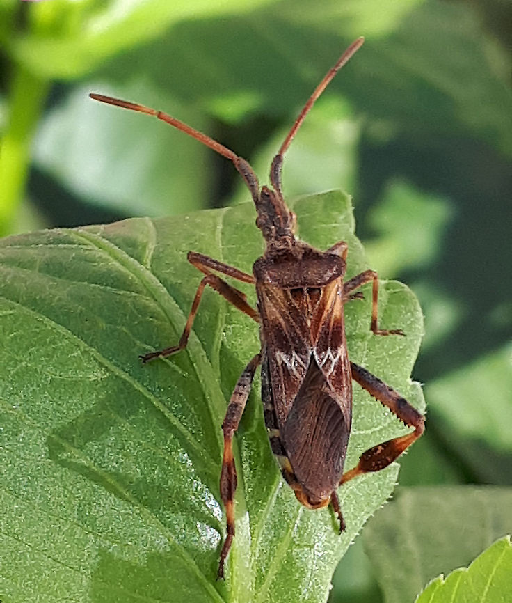 Western conifer seed bug found this bug in my backyard in my hometown Wijk bij Duurstede the Netherlands Fall,Geotagged,Leptoglossus occidentalis,Netherlands,Western conifer seed bug