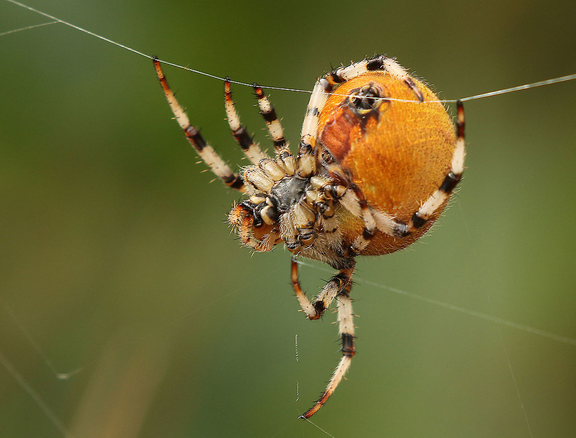 Four spotted orb weaver On the way to some rare dragonflies I found this beautiful spider. Araneus quadratus,Four-spot orb-weaver