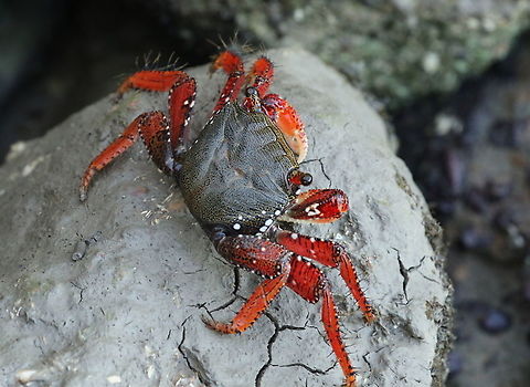 Mangrove root crab Saw this beautiful crab at the Suriname river-mouth in fort Nw. Amsterdam distr. Commewijne Suriname on 27-4-2019 Geotagged,Goniopsis cruentata,Mangrove root crab,Netherlands,Spring,Suriname