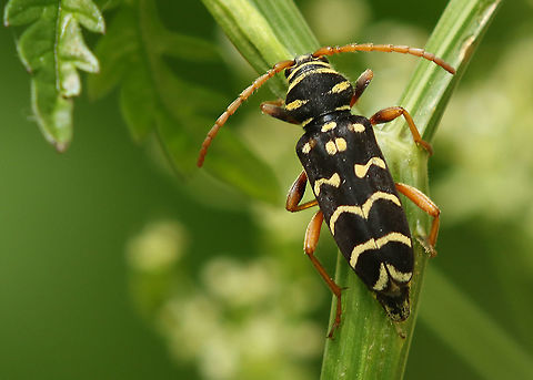 Longhorn beetle,   Plagionotus arcuatus Came across this longhorn beetle today in a park in Leersum the Netherlands 
14-5-2020,  Geotagged,Netherlands,Plagionotus arcuatus,Spring