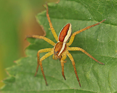 lesser raft spider we saw several of these colorful beauties on plants, no water nearby. Dolomedes fimbriatus,Geotagged,Netherlands,Raft spider,Summer