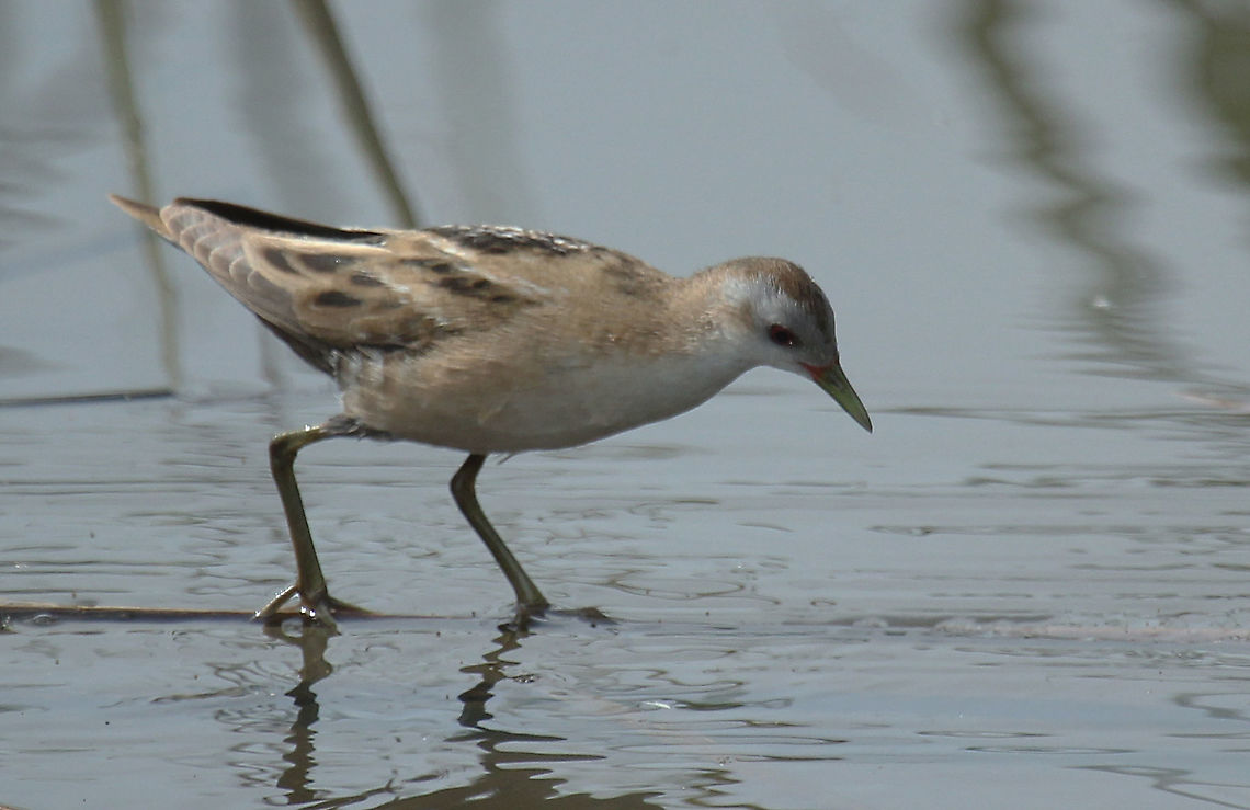 Little Crake Took a photo of this female at lake Metochi on the beautiful Island of Lesvos Greece Geotagged,Greece,Little Crake,Porzana parva,Spring