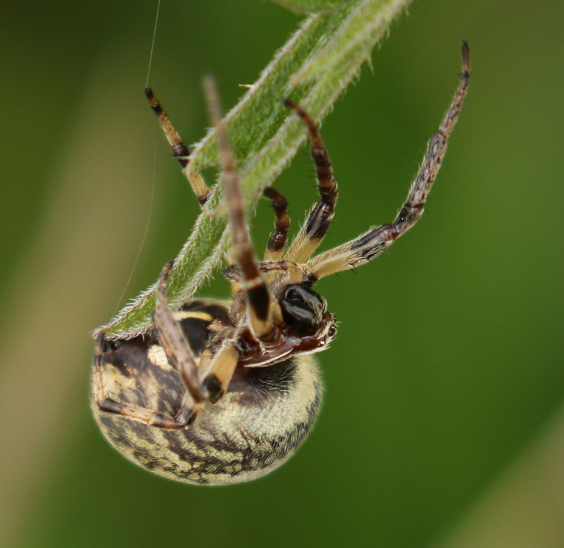 Furrow orb spider Found this one today beside the road in the Flevopolder province the Netherlands Furrow orb spider,Geotagged,Larinioides cornutus,Netherlands,Spring