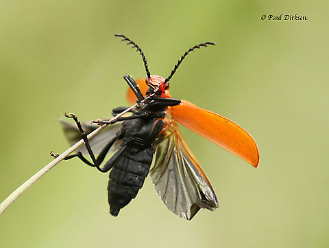 Cardinal beetle Ready to take off, my shutter and I where right on time. Geotagged,Netherlands,Pyrochroa serraticornis,Red-headed cardinal beetle,Spring