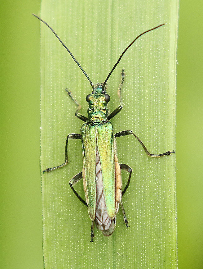 Swollen-thighed beetle  Found this female today in my hometown Wijk bij Duurstede the Netherlands 16-4-2020 Geotagged,Netherlands,Oedemera nobilis,Spring,Swollen-Thighed Beetle