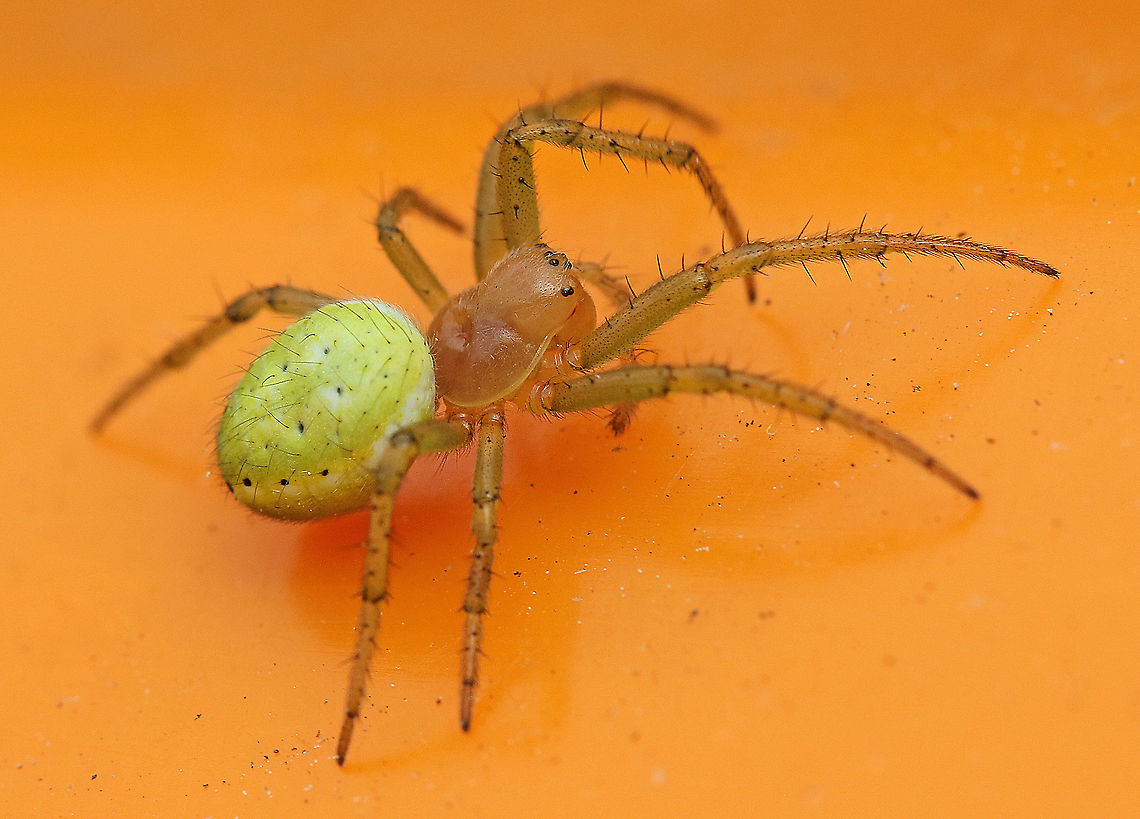 Cucumber spider Found this beauty in a little park close to my house today 16-5-2020 Araniella cucurbitina,Cucumber green spider