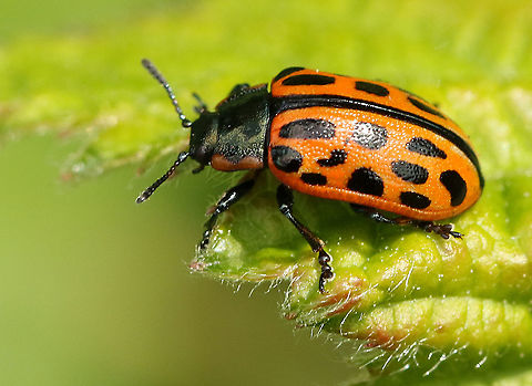 Spotted willow leaf beetle Found this beetle among dozens of ladybugs in my hometown Wijk bij Duurstede the Netherlands 17-5-2020 Chrysomela vigintipunctata,Geotagged,Netherlands,Spotted willow leaf beetle,Spring