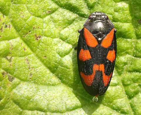 Red and black froghopper, blood cicada. This is probably there month, saw a few hundred of these little suckers today, it was almost a plague, lol. Cercopis vulnerata,Geotagged,Netherlands,Red-and-Black Froghopper,Spring