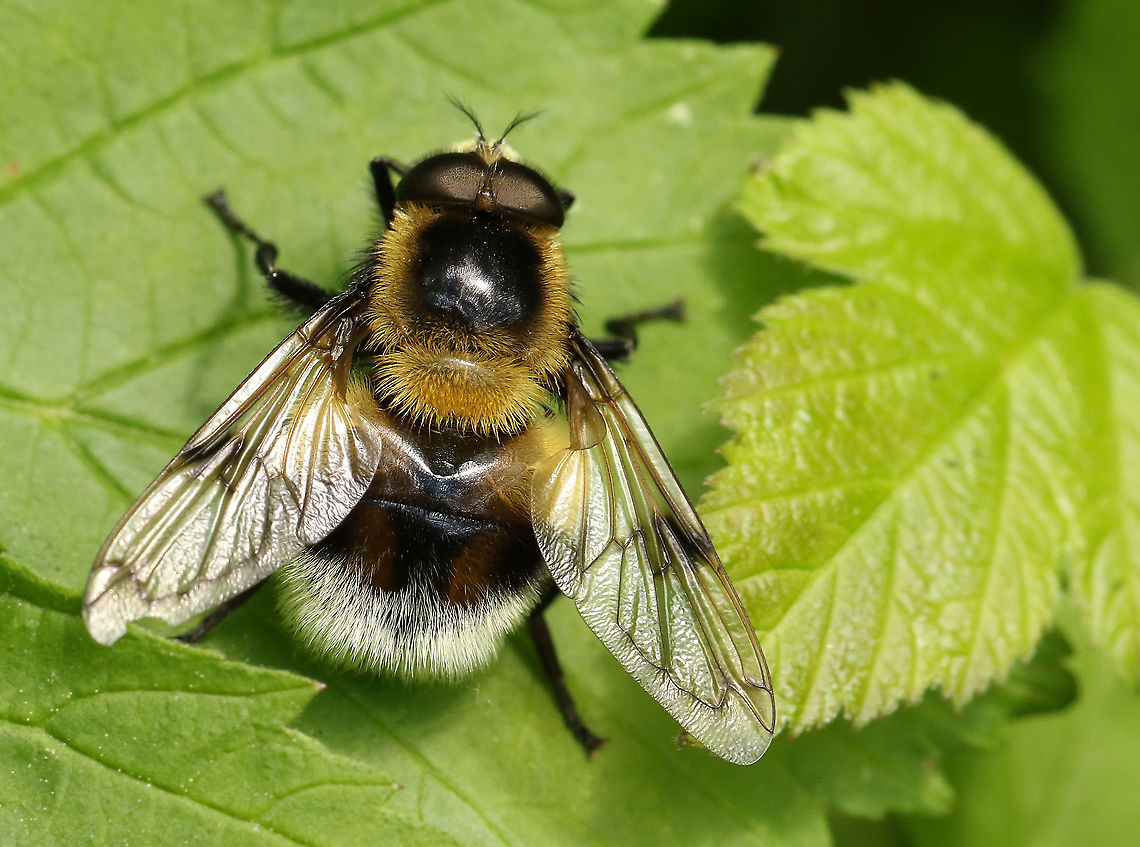 Volucella bombylans looks like a bumblebee but is a fly, found it today in my hometown Wijk bij Duurstede the Netherlands. 17-5-2020 Geotagged,Netherlands,Spring,Volucella bombylans