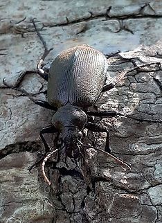 Calosoma inquisitor Found this beetle today on birch  at parc Broekhuizen Leersum the Netherlands 18-5-2020 Calosoma inquisitor,Geotagged,Netherlands