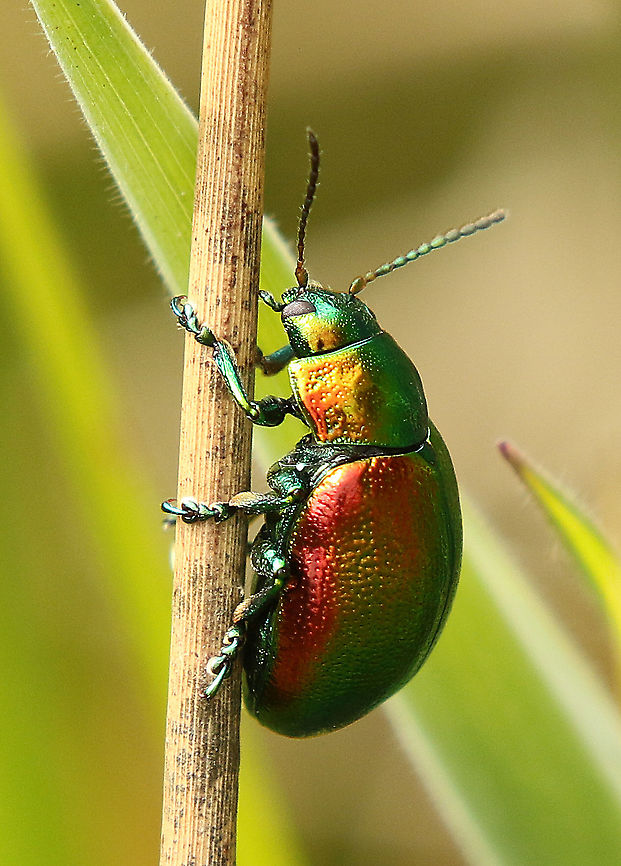 Tansy beetle Found this colorful beauty today in the Weerribben the Netherlands 19-5-2020 Chrysolina graminis,Geotagged,Netherlands,Spring,Tansy beetle