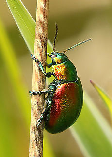 Tansy beetle Found this colorful beauty today in the Weerribben the Netherlands 19-5-2020 Chrysolina graminis,Geotagged,Netherlands,Spring,Tansy beetle