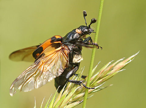 Nicrophorus vespillo This one was also ready to take off, as usual I was there right on time. Geotagged,Netherlands,Nicrophorus vespilloides,Spring