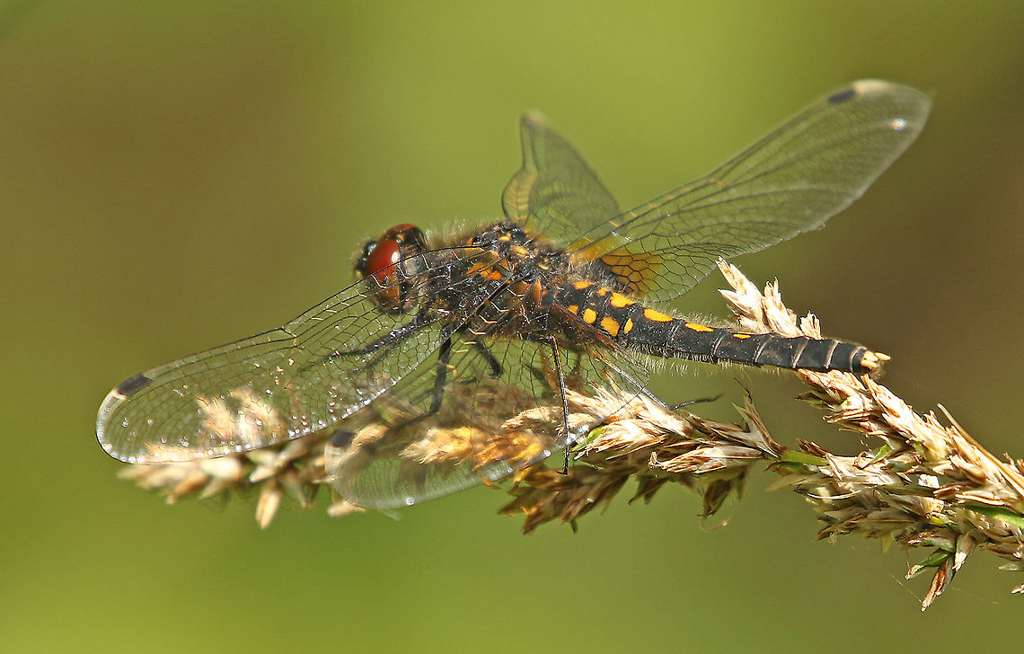 Lilypad whiteface. female spotted this female in the Weerribben the Netherlands today, 19-5-2020 Geotagged,Leucorrhinia caudalis,Lilypad whiteface,Netherlands,Spring