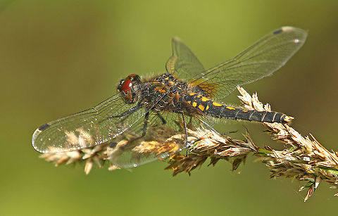 Lilypad whiteface. female spotted this female in the Weerribben the Netherlands today, 19-5-2020 Geotagged,Leucorrhinia caudalis,Lilypad whiteface,Netherlands,Spring