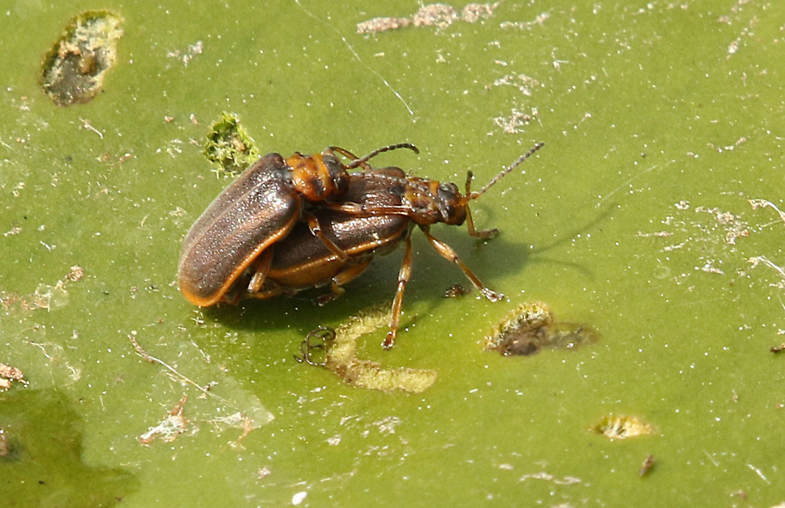 Waterlilli leaf beetle doing woopie. Spotted this couple in love in the Weerribben the Netherlands on 19-5-2020. Galerucella nymphaeae,Geotagged,Netherlands,Spring