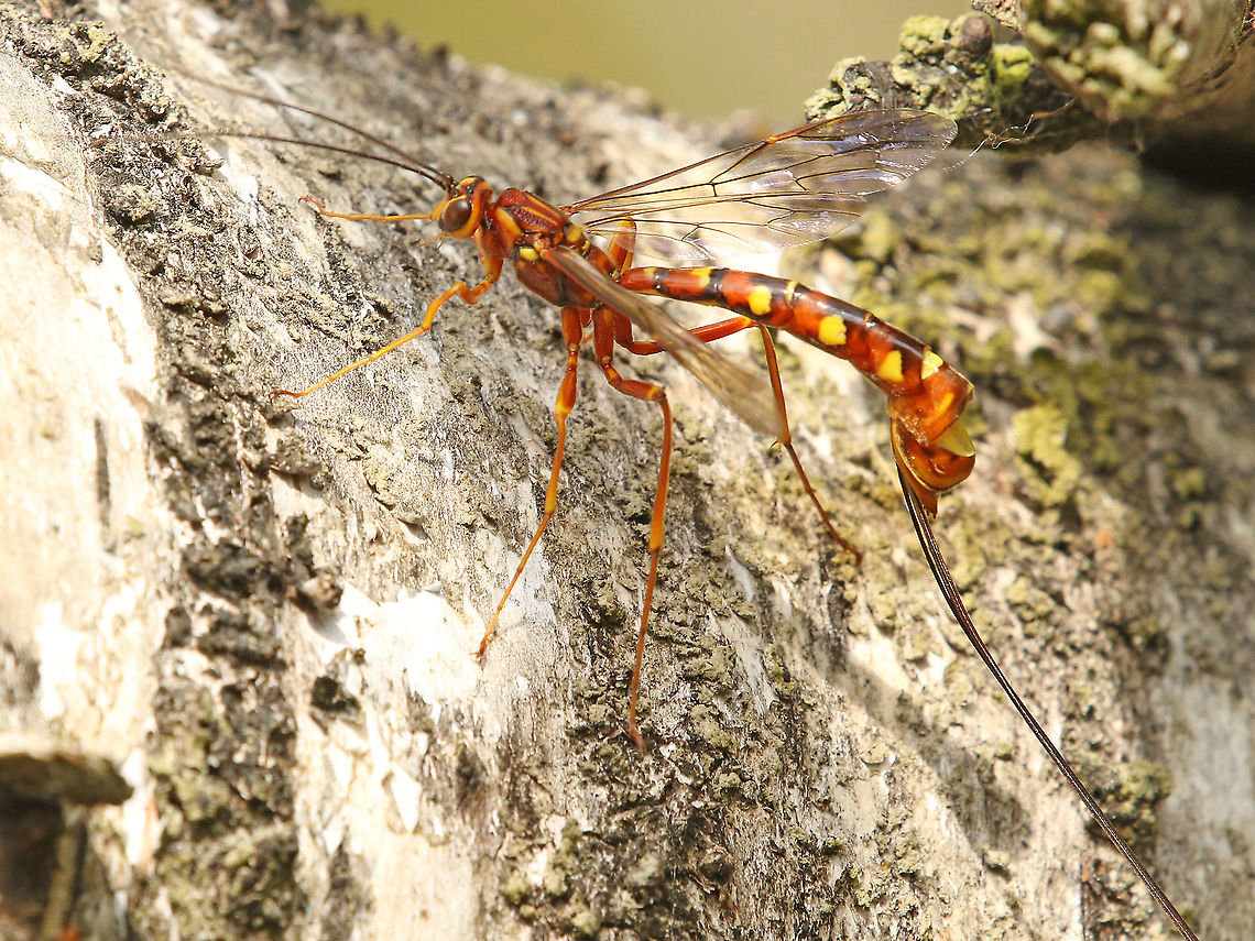 Megarhyssa vagatoria Found this wasp yesterday at the Weerribben  The Netherlands 19-5-2020 Geotagged,Megarhyssa vagatoria,Netherlands,Spring