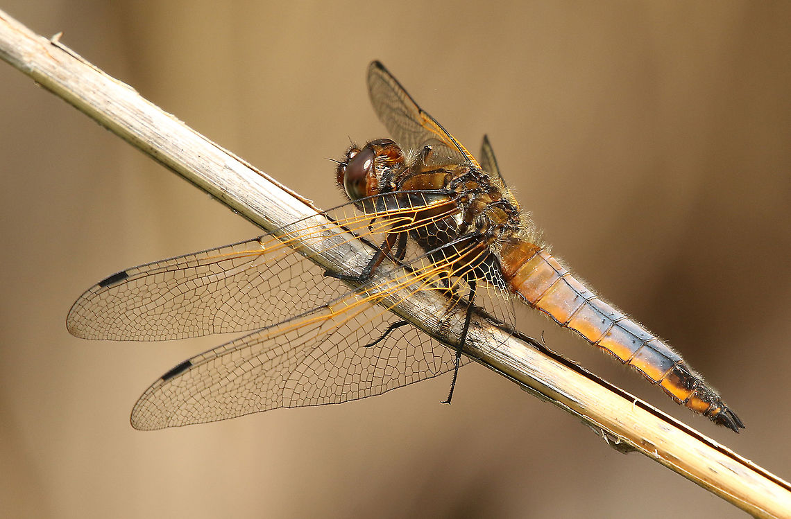 Scarce chaser This fresh dragonfly is transforming from brown to blue, at the end his eyes will be blue too. Weerribben the Netherlands 19-5-2020 Geotagged,Libellula fulva,Netherlands,Scarce chaser,Spring