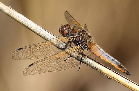 Scarce chaser This fresh dragonfly is transforming from brown to blue, at the end his eyes will be blue too. Weerribben the Netherlands 19-5-2020 Geotagged,Libellula fulva,Netherlands,Scarce chaser,Spring