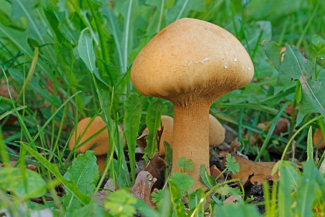translated from the Dutch naam goudhoed, 'golden hat '  Cystoderma aureum spotted this group of mushrooms in October 2019 on the side of a road in Amerongen the Netherlands Cystoderma aureum,Geotagged,Netherlands