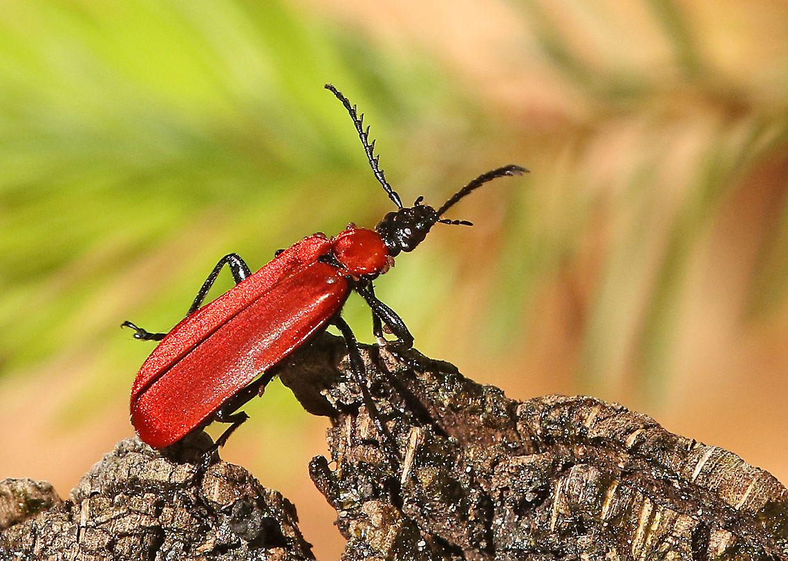Cardinal beetle Came across this beetle in the Vikinghof in my hometown the Netherlands. Cardinal beetle,Geotagged,Netherlands,Pyrochroa coccinea,Spring