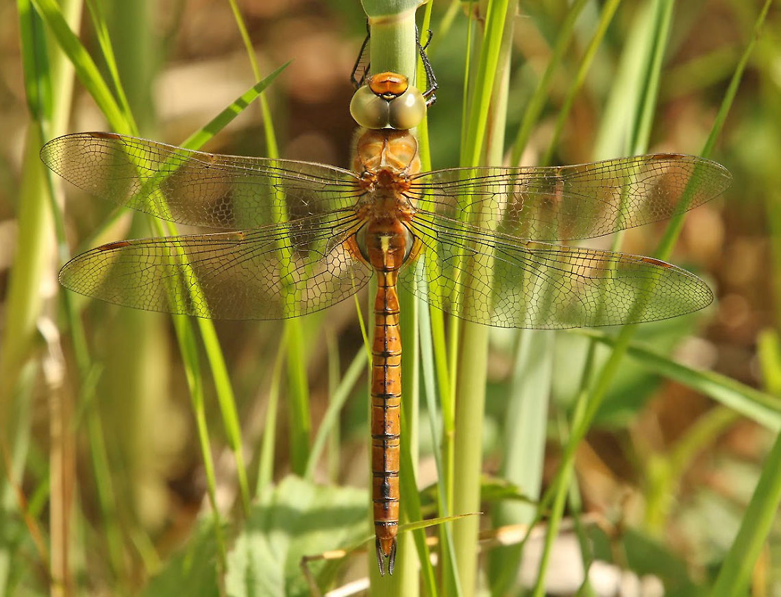 Green-eyed hawker, Netherlands  Aeshna isoceles,Geotagged,Green-eyed hawker,Netherlands