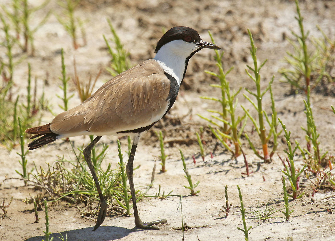 Spur-winged lapwing Found this bird at the Kalloni salt-pans on the Island of Lesvos Greece. Geotagged,Greece,Spring,Spur-winged lapwing,Vanellus spinosus