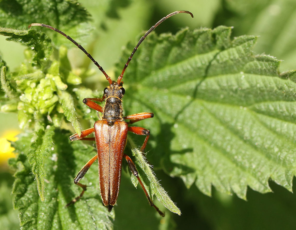 In Dutch we call him, 'small shoulder longhorn' Found this beauty today near my house in Wijk bij Duurstede the Netherlands, and he was willing to pose for me. Geotagged,Netherlands,Spring,Stenocorus meridianus